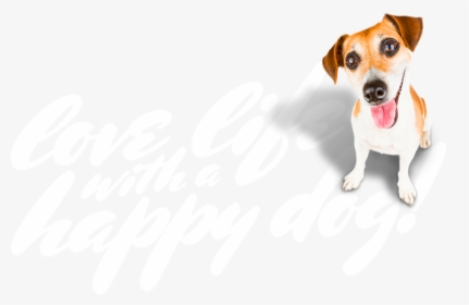 Love Life With A Happy Dog Christchurch &amp - Brazilian Terrier, HD Png Download, Transparent PNG