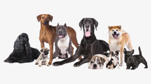 Transparent Happy Dog Png - Different Ages Of Dogs, Png Download, Transparent PNG