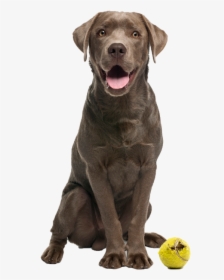 Humane Society Of Durham Region, HD Png Download, Transparent PNG