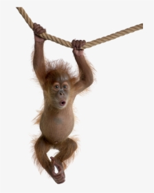 Clip Art Swing Cute Attack In - Monkey With White Background, HD Png Download, Transparent PNG