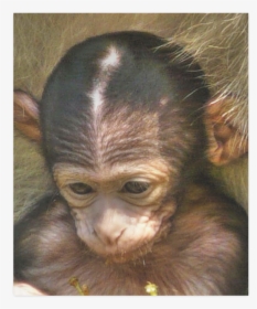 Sweet Baby Monkey Poster 20 X24 - Common Chimpanzee, HD Png Download, Transparent PNG