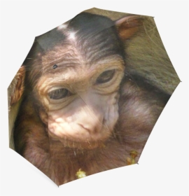 Sweet Baby Monkey Foldable Umbrella - Common Chimpanzee, HD Png Download, Transparent PNG