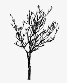 Tree Line Drawing Png, Transparent Png, Transparent PNG