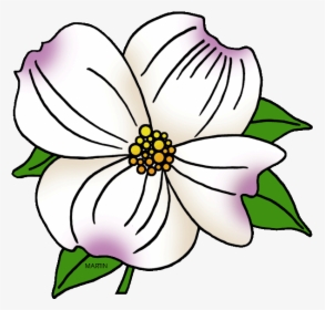 United States Clip Art By Phillip Martin, North Carolina - North Carolina State Flower, HD Png Download, Transparent PNG