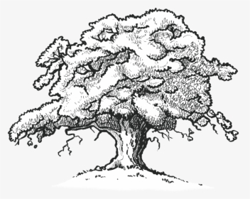 The Old Oak Tree Edenbray - Red Oak Tree Drawing, HD Png Download, Transparent PNG