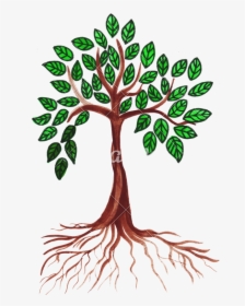 Sycamore Tree Stock Illustrations, Cliparts and Royalty Free Sycamore Tree  Vectors