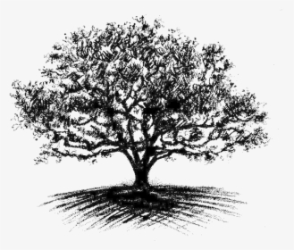 Clip Art Oak Tree Drawing - Heart Of The Tree, HD Png Download, Transparent PNG