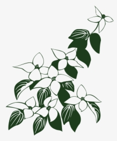 Dogwood Tree Drawing 6, Buy Clip Art - Flowers And Leaf Art Clipart, HD Png Download, Transparent PNG