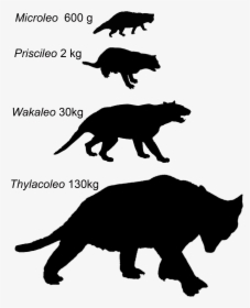 Marsupial Lion, HD Png Download, Transparent PNG