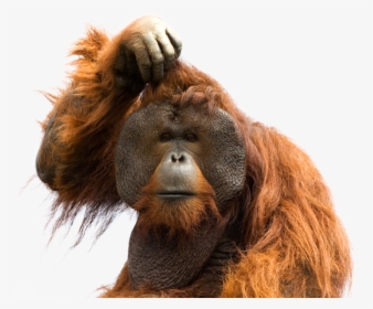 Orangutan Png, Transparent Png, Transparent PNG