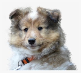 Dog, Cute, Isolated, Pet, Portrait, Sad, Young - Dog Portrait Transparent, HD Png Download, Transparent PNG