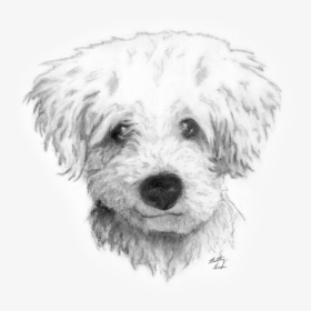 Graphic Transparent Drawing Charcoal Dog Draw A Curly - Curly Hair Dog Drawing, HD Png Download, Transparent PNG