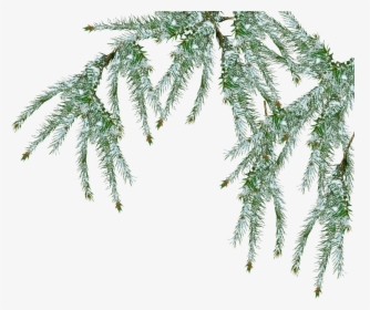 Free Snow Tree Png - Pine Branch Snow Png, Transparent Png, Transparent PNG