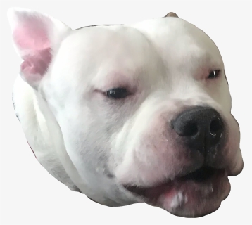 #dog #white #woof #snout #sad #boopthesnoot #freetoedit - Dogo Argentino, HD Png Download, Transparent PNG