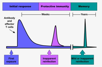 Immune Response Graph, HD Png Download, Transparent PNG