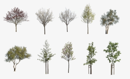 Cutout Free Trees Pack Png, Transparent Png, Transparent PNG