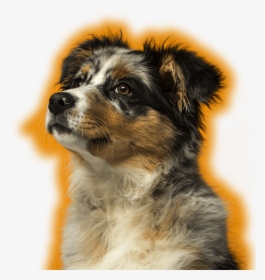 Dog, HD Png Download, Transparent PNG