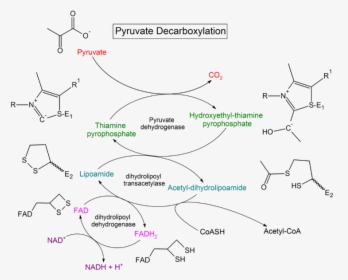 Pyruvate Decarboxylation Steps - Pyruvate Dehydrogenase Chemical Structure, HD Png Download, Transparent PNG