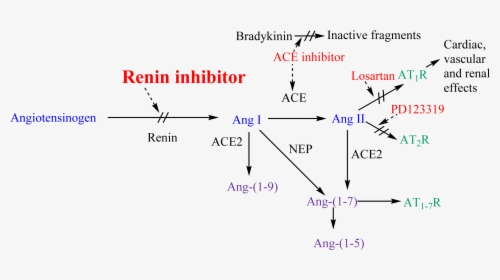 Renin-anigotensin System And Potential Steps Of Blockage - Raas Inhibitors, HD Png Download, Transparent PNG