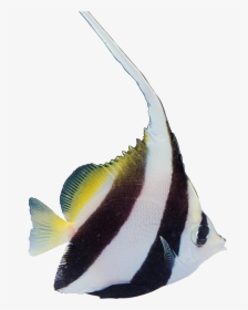 Tropical Fish Carassius Auratus Aquatic Plants - Portable Network Graphics, HD Png Download, Transparent PNG