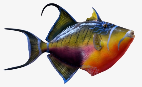 Portable Network Graphics Goldfish & Tropical Fish - Color Fish Images Png, Transparent Png, Transparent PNG