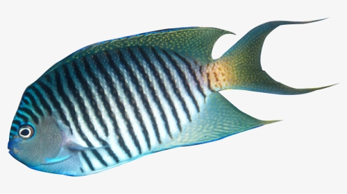 Transparent Tropical Fish Png - Realistic Tropical Fish Clipart, Png Download, Transparent PNG