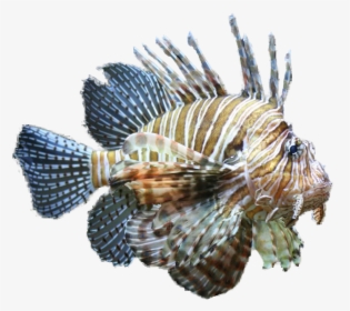 Lionfish Clipart Tropical Fish Clipart - Lionfish Png, Transparent Png, Transparent PNG