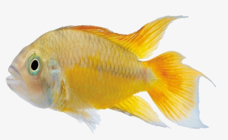 Carassius Auratus Marine Biology Tropical Fish - Yellow Fish Silhouette, HD Png Download, Transparent PNG