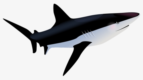Gambar Ikan Hiu Background Putih, HD Png Download, Transparent PNG