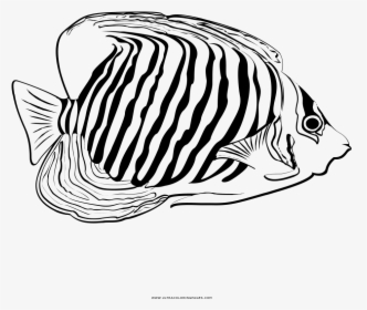Tropical Fish Coloring Page - Coral Reef Fish, HD Png Download, Transparent PNG