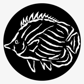 Apollo Sea Tropical Fish - Illustration, HD Png Download, Transparent PNG