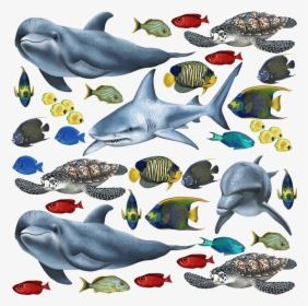 Tropical Fish And Sea Creatures Collection Economy - Size Of Sea Creatures, HD Png Download, Transparent PNG