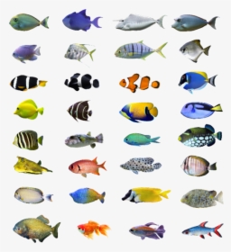 Tropical Fish Bali, HD Png Download, Transparent PNG
