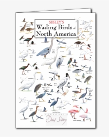 North American Water Birds, HD Png Download, Transparent PNG