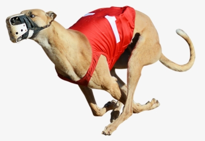 One Of The Greyhounds Racing At Bestbet - Greyhound Racing Png, Transparent Png, Transparent PNG