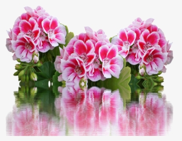 Geranium, Summer, Garden, Balcony Plant, Red, Flowers - Pink Geranium Transparent, HD Png Download, Transparent PNG