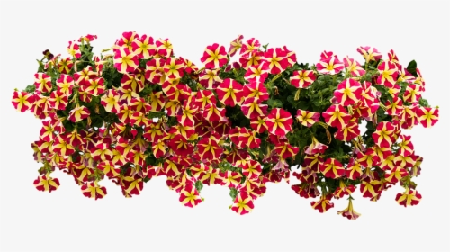 American Flowers Image Png , Png Download - Petunia Png, Transparent Png, Transparent PNG
