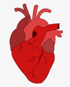 Corazón, Sangre - Real Heart Clipart, HD Png Download, Transparent PNG