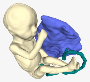 Fetus Placenta - Illustration, HD Png Download, Transparent PNG