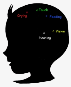 Baby Brain Development Stage 0-2 Months - 12 18 Month Brain, HD Png Download, Transparent PNG