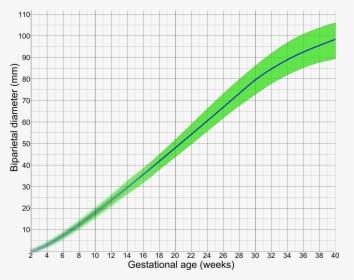 Biparietal Diameter By Gestational Age - Biparietal Diameter Gestational Age, HD Png Download, Transparent PNG