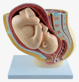 Human Female Pelvis Section With Fetus 40 Weeks - Maqueta De Embarazo De Plastilina, HD Png Download, Transparent PNG