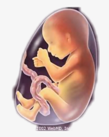 #baby #fetus #fetus5 Months #freetoedit - Baby 5 Months Fetus, HD Png Download, Transparent PNG