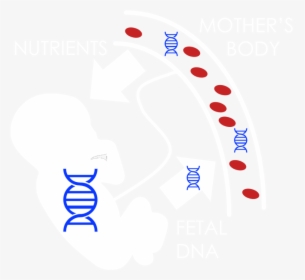 Dna Mother And Father, HD Png Download, Transparent PNG
