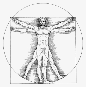 Drawing Leg Leonardo - Da Vinci Vitruvian Man Png, Transparent Png, Transparent PNG