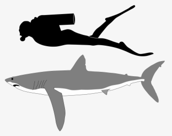 Longfin Mako Shark Size, HD Png Download, Transparent PNG