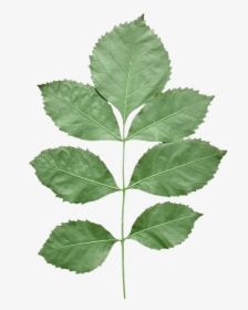 Leaf Texture With Alpha, HD Png Download, Transparent PNG