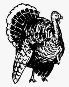 Wild Turkey Clipart Black And White, HD Png Download, Transparent PNG