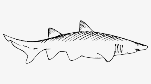 Shark 2 Clip Arts - Remora And Shark Drawing, HD Png Download, Transparent PNG
