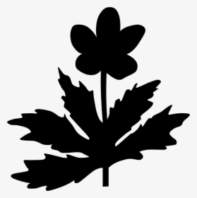 Maple Leaf Clip Art Silhouette Flower - Maple Leaf, HD Png Download, Transparent PNG